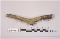 藏品(雞皮衣屬)的圖片